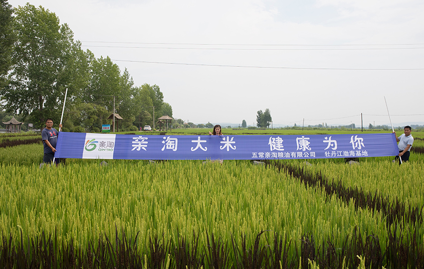 牡丹江长粒香基地